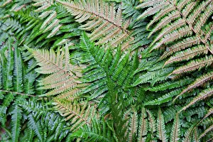 Dryopteris: Fern