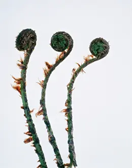 Dryopteris: Fern