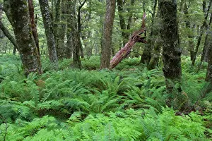 Understory: Fern carpet - dense growing ferns forming the understory