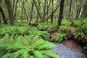 Understory: Fern carpet - dense growing ferns forming the understory