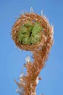 Dryopteris: Fern - development of leaf