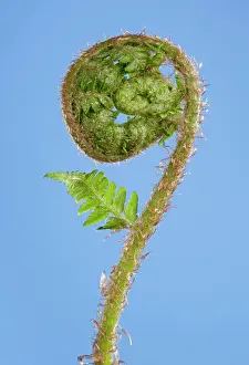 Dryopteris: Fern - development of leaf