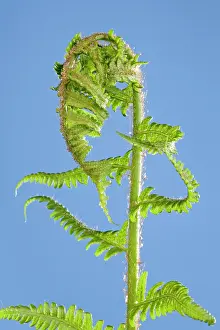 Dryopteris: Fern - development of leaf