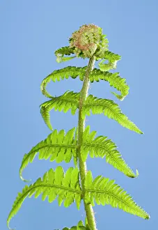 Dryopteris: Fern - development of leaf