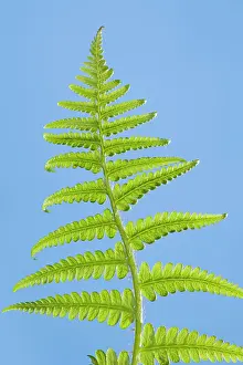 Dryopteris: Fern - development of leaf