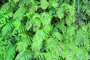 Veil: Fern - ferns cover this slope in a green veil