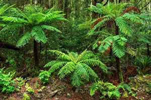 Polynesia: Fern forest at Milford Sound, Fiordland National Park, South