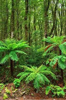 Polynesia: Fern forest at Milford Sound, Fiordland National Park, South
