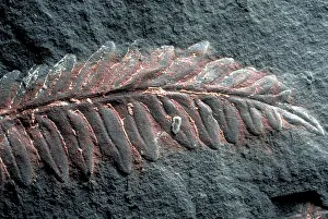 Carboniferous: Fern fossil