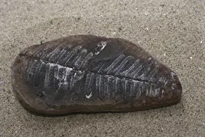 Frond: Fern Fossil