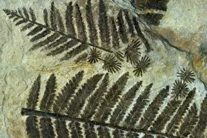 Triassic: Fern Fossil - Triassic