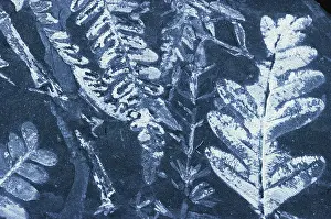 Frond: Fern Fossils