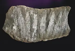 Frond: Fern Fossils