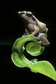 Solomon: Fern Frog