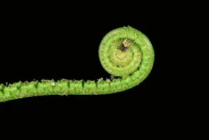 Frond: Fern frond with spider