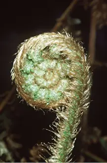 Frond: FERN FROND UNCURLING