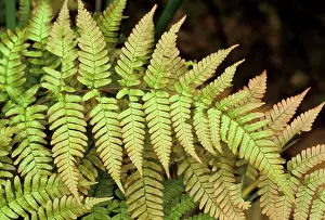 Fronds: Fern - Fronds