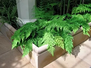 Dryopteris: Fern in garden