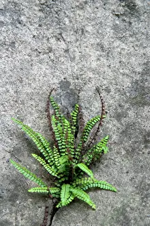 Crack: Fern growing from crack in limestone