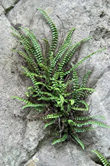 Crack: Fern growing from crack in limestone