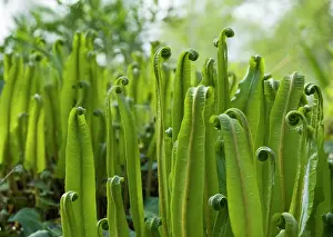 Asplenium: Fern