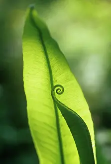 Asplenium: Fern