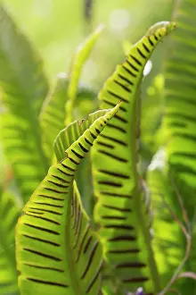 Asplenium: Fern