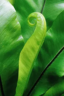 Asplenium: Fern
