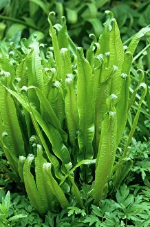 Asplenium: Fern