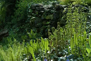 Asplenium: Fern, Hart's tongue fern, Asplenium scolopendrium