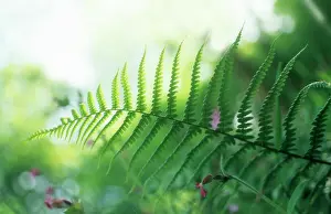Athyrium: Fern