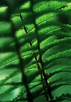 Athyrium: Fern