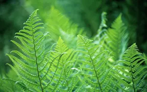 Athyrium: Fern