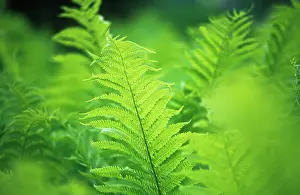 Athyrium: Fern