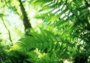 Layers: Fern