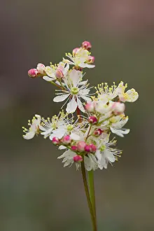 Filipendula: Fern-leaf / Dropwort Flower