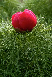 Special: Fern Leaf Peony