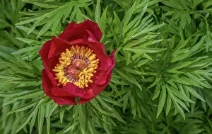 Paeonia: Fern leaf peony, Paeonia tenuifolia in flower, f
