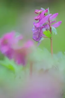 Leaved: Fern-leaved Corydalis