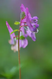 Leaved: Fern-leaved Corydalis