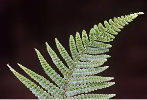 Ferns: FERN LEAVES - showing sporangia
