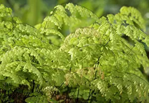 Adiantum: Fern