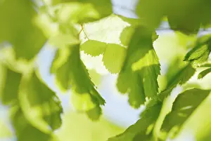 Adiantum: Fern