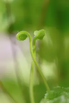 Combined: Fern
