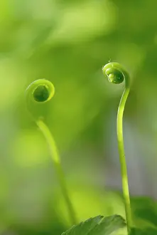 Adiantum: Fern