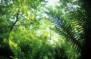 Dryopteris: Fern