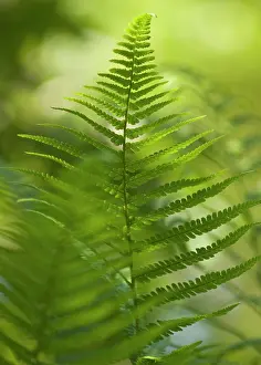 Filix: Fern