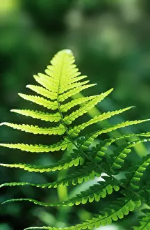 Filix: Fern
