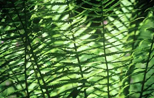 Filix: Fern