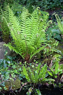 Asplenium: Fern